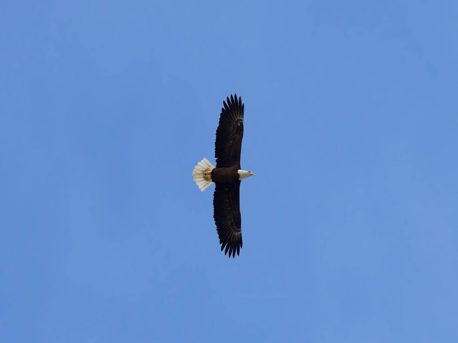 Bald eagle soaring upright against a blue sky